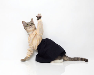 Illustration for article titled I Can Haz Deeziner Clothings?
